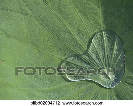"Rainwater collected by the leaf a Lotus (Nelumbo nucifera), Srinagar, Jammu and Kashmir, India, Asia" View Large Photo Image Stock Image - "Rainwater collected by the leaf a Lotus (Nelumbo nucifera), Srinagar, Jammu and Kashmir, India, Asia". Fotosearch