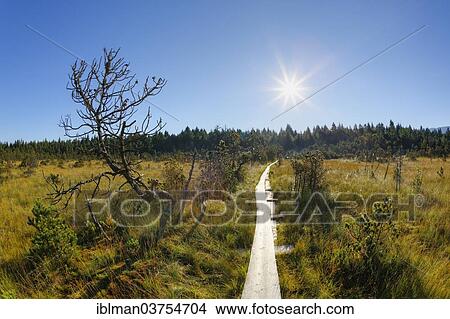Picture - "Raised bog, Brettlesweg trail in Wiesfilz, Steingaden, Pfaffenwinkel region, Upper Bavaria, Bavaria, Germany, Europe". Fotosearch