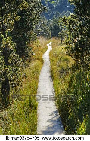 Stock Photography - "Raised bog, Brettlesweg trail in Wiesfilz, Steingaden, Pfaffenwinkel region, Upper Bavaria, Bavaria, Germany, Europe". Fotosearch