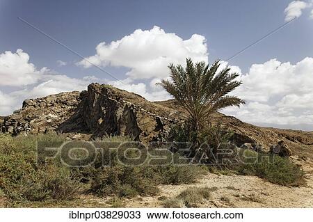 "Raised ground due to plate movement, Date Palm (Phoenix dactylifera), shrubs, landscape near Mirbat, Dhofar region, Sultanate of Oman, Arabian Peninsula" View Large Photo Image Stock Image - "Raised ground due to plate movement, Date Palm (Phoenix dactylifera), shrubs, landscape near Mirbat, Dhofar region, Sultanate of Oman, Arabian Peninsula". Fotosearch