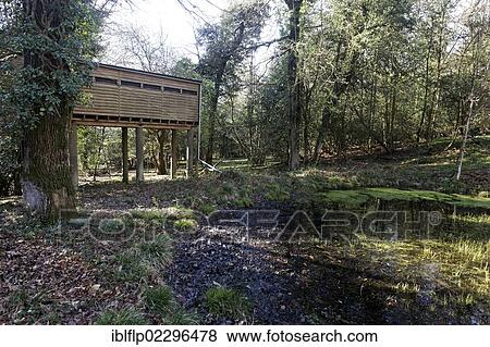 "Raised hide at edge of pond in deciduous woodland, Campbell Hide, Nagshead RSPB Reserve, Forest of Dean, Gloucestershire, England, United Kingdom, Europe" View Large Photo Image Stock Photo - "Raised hide at edge of pond in deciduous woodland, Campbell Hide, Nagshead RSPB Reserve, Forest of Dean, Gloucestershire, England, United Kingdom, Europe". Fotosearch
