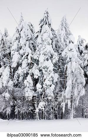 "Raised hide in a snow-covered forest, Gnadenwald, North Tyrol, Austria, Europe" View Large Photo Image Stock Photography - "Raised hide in a snow-covered forest, Gnadenwald, North Tyrol, Austria, Europe". Fotosearch