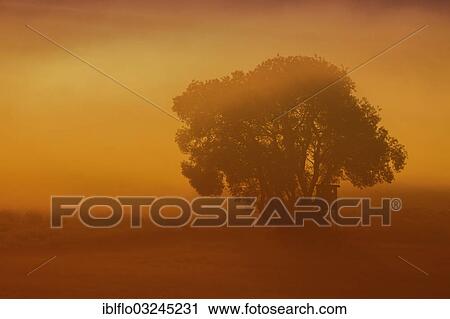 "Raised hide in the morning fog at sunrise, Limburg/Weilburg, Offheim, Hesse, Germany, Europe" View Large Photo Image Stock Image - "Raised hide in the morning fog at sunrise, Limburg/Weilburg, Offheim, Hesse, Germany, Europe". Fotosearch