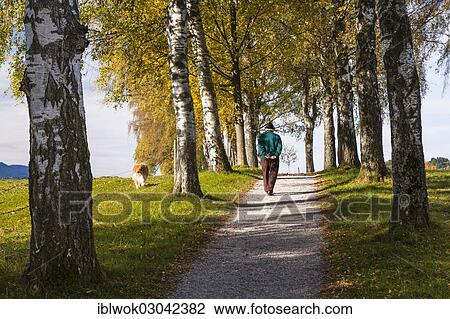 "Rambler with a dog walking down a birch tree alley in autumn, Uffing, Upper Bavaria, Bavaria, Germany, Europe" View Large Photo Image Stock Image - "Rambler with a dog walking down a birch tree alley in autumn, Uffing, Upper Bavaria, Bavaria, Germany, Europe". Fotosearch