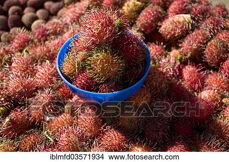 "Rambutan fruits at a market, San Cristobal de las Casas, Chiapas, Mexico, North America" View Large Photo Image Picture - "Rambutan fruits at a market, San Cristobal de las Casas, Chiapas, Mexico, North America". Fotosearch