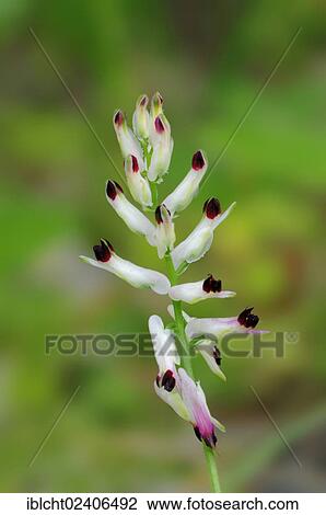 "Rampant Fumitory (Fumaria capreolata), Provence, Southern France, France, Europe" View Large Photo Image Stock Image - "Rampant Fumitory (Fumaria capreolata), Provence, Southern France, France, Europe". Fotosearch
