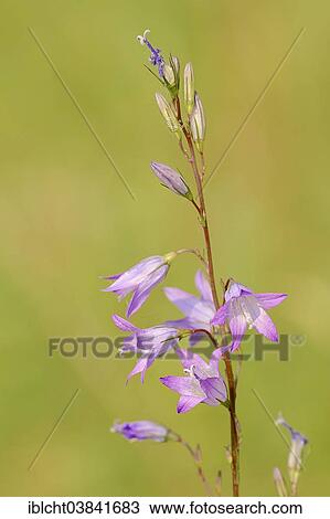 "Rampion Bellflower (Campanula rapunculus), flowers, North Rhine-Westphalia, Germany, Europe" View Large Photo Image Stock Image - "Rampion Bellflower (Campanula rapunculus), flowers, North Rhine-Westphalia, Germany, Europe". Fotosearch