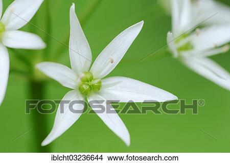 "Ramsons (Allium ursinum) flower, North Rhine-Westphalia, Germany, Europe" View Large Photo Image Picture - "Ramsons (Allium ursinum) flower, North Rhine-Westphalia, Germany, Europe". Fotosearch