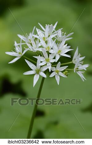 Stock Image - "Ramsons (Allium ursinum), flowers, North Rhine-Westphalia, Germany, Europe". Fotosearch