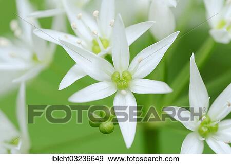 "Ramsons (Allium ursinum), flowers, North Rhine-Westphalia, Germany, Europe" View Large Photo Image Stock Photo - "Ramsons (Allium ursinum), flowers, North Rhine-Westphalia, Germany, Europe". Fotosearch