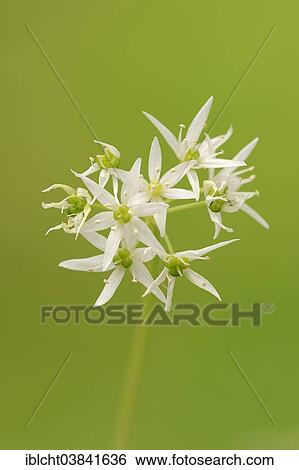 "Ramsons (Allium ursinum), flowers, North Rhine-Westphalia, Germany, Europe" View Large Photo Image Stock Photograph - "Ramsons (Allium ursinum), flowers, North Rhine-Westphalia, Germany, Europe". Fotosearch