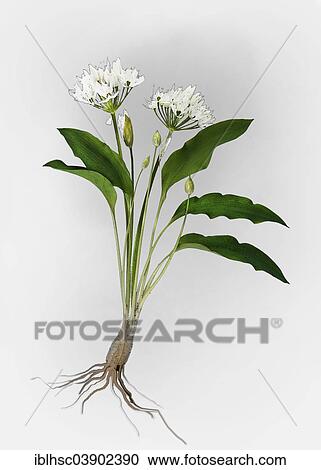 "Ramsons or Wild Garlic (Allium ursinum), illustration" View Large Photo Image Stock Image - "Ramsons or Wild Garlic (Allium ursinum), illustration". Fotosearch