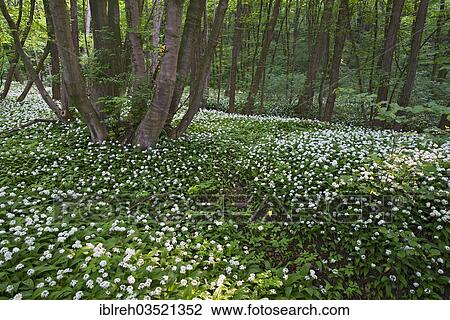 "Ramsons or Wild Garlic (Allium ursinum), Breitenfurt bei Wien, Lower Austria, Austria, Europe" View Large Photo Image Stock Image - "Ramsons or Wild Garlic (Allium ursinum), Breitenfurt bei Wien, Lower Austria, Austria, Europe". Fotosearch