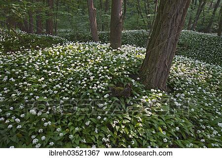 "Ramsons or Wild Garlic (Allium ursinum), Breitenfurt bei Wien, Lower Austria, Austria, Europe" View Large Photo Image Stock Photo - "Ramsons or Wild Garlic (Allium ursinum), Breitenfurt bei Wien, Lower Austria, Austria, Europe". Fotosearch