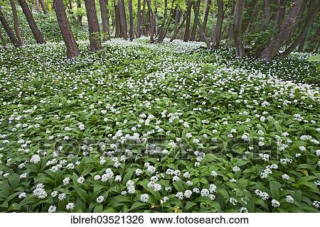 "Ramsons or Wild Garlic (Allium ursinum), Breitenfurt bei Wien, Lower Austria, Austria, Europe" View Large Photo Image Stock Photograph - "Ramsons or Wild Garlic (Allium ursinum), Breitenfurt bei Wien, Lower Austria, Austria, Europe". Fotosearch
