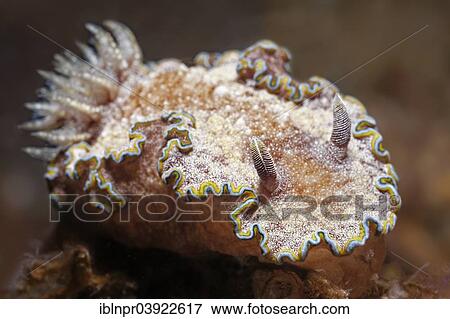Stock Photo - "Rand-glossodoris (Glossodoris cincta), Sabang Beach, Puerto Galera, Mindoro, Philippines, Asia". Fotosearch