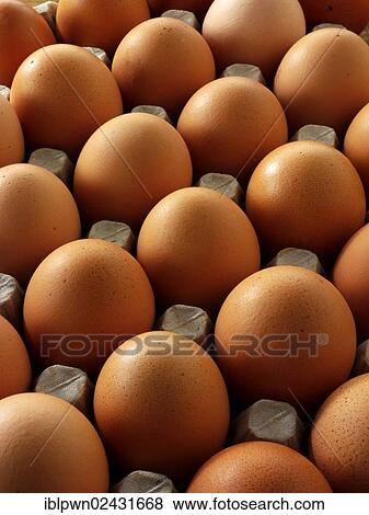 Stock Photo - Range of fresh organic free range eggs from Burford Brown hens. Fotosearch