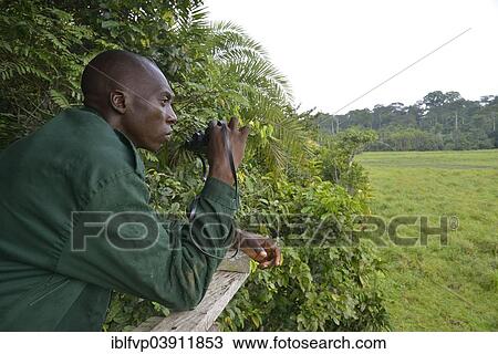 "Ranger observing animals, Ndangaye clearing, Lobeke National Park, East Region, Cameroon, Africa" View Large Photo Image Stock Image - "Ranger observing animals, Ndangaye clearing, Lobeke National Park, East Region, Cameroon, Africa". Fotosearch