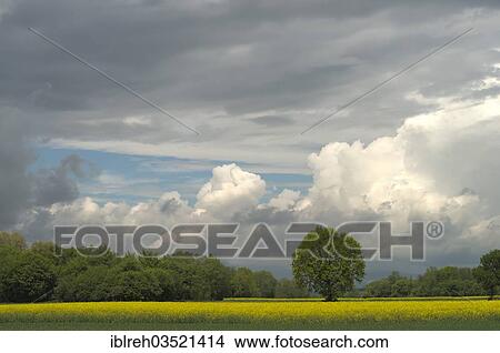 Picture - "Rape field and trees, Wolfau, Burgenland, Austria, Europe". Fotosearch