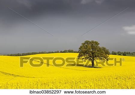 "Rape field (Brassica napus), in bloom, Schleswig-Holstein, Germany, Europe" View Large Photo Image Stock Photo - "Rape field (Brassica napus), in bloom, Schleswig-Holstein, Germany, Europe". Fotosearch