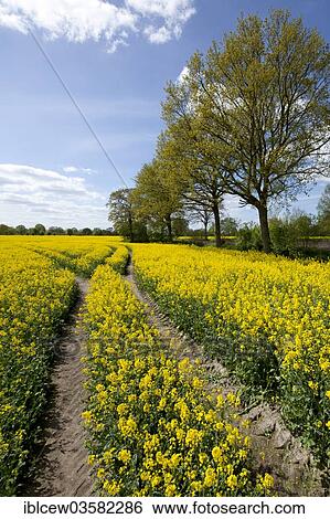 Stock Photograph - "Rape field, Hammoor, Stormarn District, Schleswig-Holstein, Germany, Europe". Fotosearch