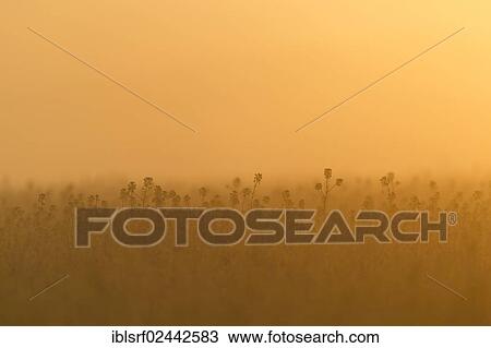 "Rape field in the morning light, Hesse, Germany, Europe" View Large Photo Image Stock Image - "Rape field in the morning light, Hesse, Germany, Europe". Fotosearch
