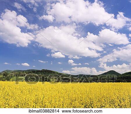 "Rape field, Neidlinger Valley, Swabian Jura, Baden-Wurttemberg, Germany, Europe" View Large Photo Image Picture - "Rape field, Neidlinger Valley, Swabian Jura, Baden-Wurttemberg, Germany, Europe". Fotosearch