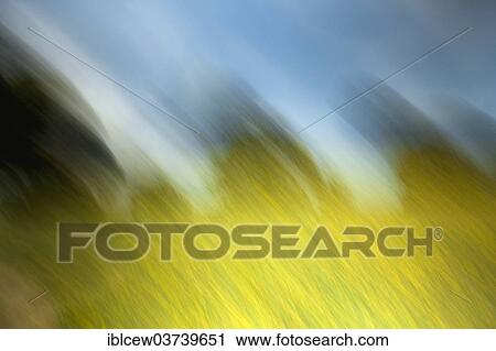"Rape field, Schleswig-Holstein, Germany, Europe" View Large Photo Image Stock Image - "Rape field, Schleswig-Holstein, Germany, Europe". Fotosearch