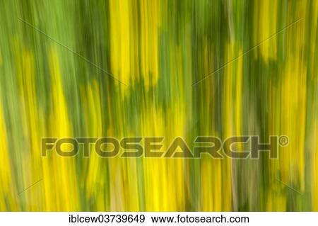 "Rape field, Schleswig-Holstein, Germany, Europe" View Large Photo Image Stock Photo - "Rape field, Schleswig-Holstein, Germany, Europe". Fotosearch