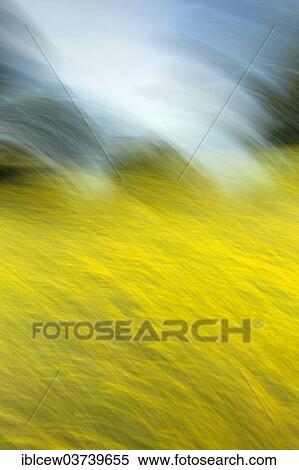 "Rape field, Schleswig-Holstein, Germany, Europe" View Large Photo Image Stock Photography - "Rape field, Schleswig-Holstein, Germany, Europe". Fotosearch