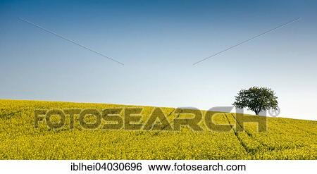 "Rape field with tree, Waldviertel, Lower Austria, Austria, Europe" View Large Photo Image Stock Photograph - "Rape field with tree, Waldviertel, Lower Austria, Austria, Europe". Fotosearch