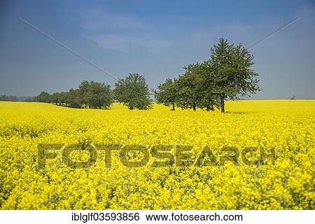 "Rape field with trees, Quedlinburg, Saxony-Anhalt, Germany, Europe" View Large Photo Image Stock Photograph - "Rape field with trees, Quedlinburg, Saxony-Anhalt, Germany, Europe". Fotosearch