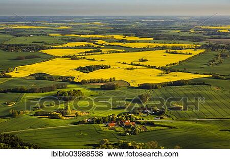 "Rape fields in full bloom, near Gross Roge, Mecklenburg Lake District, Mecklenburg-Western Pomerania, Germany, Europe" View Large Photo Image Stock Photo - "Rape fields in full bloom, near Gross Roge, Mecklenburg Lake District, Mecklenburg-Western Pomerania, Germany, Europe". Fotosearch