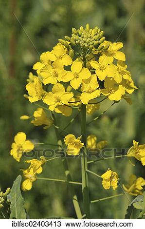 "Rapeseed (Brassica napus), flower, Thuringia, Germany, Europe" View Large Photo Image Stock Image - "Rapeseed (Brassica napus), flower, Thuringia, Germany, Europe". Fotosearch