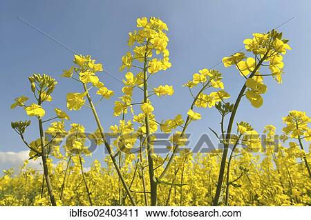 "Rapeseed (Brassica napus), flowers, Thuringia, Germany, Europe" View Large Photo Image Stock Image - "Rapeseed (Brassica napus), flowers, Thuringia, Germany, Europe". Fotosearch