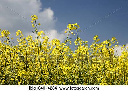 Rapeseed (Brassica napus) View Large Photo Image Picture - Rapeseed (Brassica napus). Fotosearch