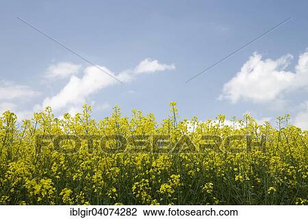 Rapeseed (Brassica napus) View Large Photo Image Stock Image - Rapeseed (Brassica napus). Fotosearch