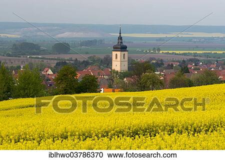 Stock Image - "Rapeseed field in flower, town of Wiehe with the church spire, Unstruttal Valley, Thuringia, Germany, Europe". Fotosearch