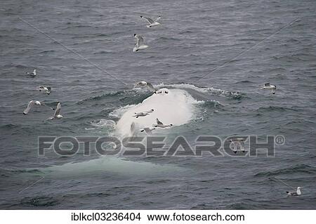 "Rare, possibly the only, white Humpback Whale (Megaptera novaeangliae) in the northern hemisphere, Hinlopenstretet, Spitsbergen Island, Svalbard Archipelago, Svalbard and Jan Mayen, Norway, Europe" View Large Photo Image Picture - "Rare, possibly the only, white Humpback Whale (Megaptera novaeangliae) in the northern hemisphere, Hinlopenstretet, Spitsbergen Island, Svalbard Archipelago, Svalbard and Jan Mayen, Norway, Europe". Fotosearch
