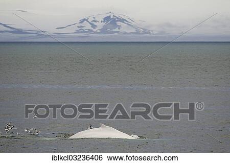 Stock Photograph - "Rare, possibly the only, white Humpback Whale (Megaptera novaeangliae) in the northern hemisphere, Hinlopenstretet, Spitsbergen Island, Svalbard Archipelago, Svalbard and Jan Mayen, Norway, Europe". Fotosearch