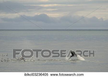 "Rare, possibly the only, white Humpback Whale (Megaptera novaeangliae) in the northern hemisphere, Hinlopenstretet, Spitsbergen Island, Svalbard Archipelago, Svalbard and Jan Mayen, Norway, Europe" View Large Photo Image Stock Photography - "Rare, possibly the only, white Humpback Whale (Megaptera novaeangliae) in the northern hemisphere, Hinlopenstretet, Spitsbergen Island, Svalbard Archipelago, Svalbard and Jan Mayen, Norway, Europe". Fotosearch