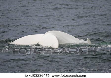 "Rare, possibly the only, white Humpback Whale (Megaptera novaeangliae) in the northern hemisphere, Hinlopenstretet, Spitsbergen Island, Svalbard Archipelago, Svalbard and Jan Mayen, Norway, Europe" View Large Photo Image Stock Photography - "Rare, possibly the only, white Humpback Whale (Megaptera novaeangliae) in the northern hemisphere, Hinlopenstretet, Spitsbergen Island, Svalbard Archipelago, Svalbard and Jan Mayen, Norway, Europe". Fotosearch