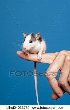Rat (Rattus) perched on a finger View Large Photo Image Stock Image - Rat (Rattus) perched on a finger. Fotosearch