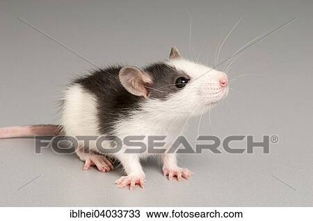 Rat (Rattus) View Large Photo Image Stock Image - Rat (Rattus). Fotosearch