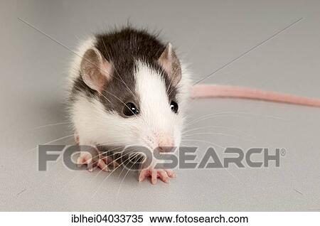 Stock Photography - Rat (Rattus). Fotosearch