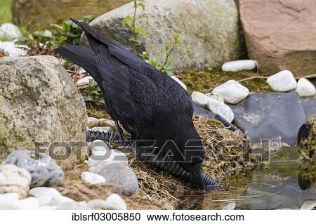 "Raven (Corvus corax), Fuldabruck, Fuldabruck, Hesse, Germany, Europe" View Large Photo Image Stock Image - "Raven (Corvus corax), Fuldabruck, Fuldabruck, Hesse, Germany, Europe". Fotosearch