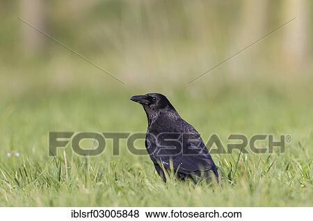 "Raven (Corvus corax), Fuldabruck, Fuldabruck, Hesse, Germany, Europe" View Large Photo Image Stock Photo - "Raven (Corvus corax), Fuldabruck, Fuldabruck, Hesse, Germany, Europe". Fotosearch