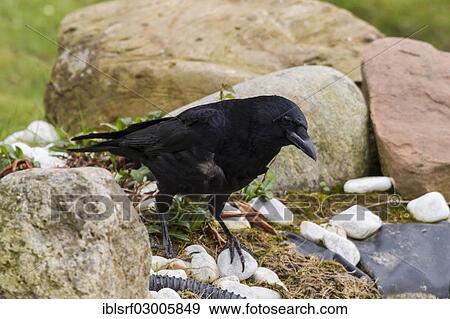 "Raven (Corvus corax), Fuldabruck, Fuldabruck, Hesse, Germany, Europe" View Large Photo Image Stock Photo - "Raven (Corvus corax), Fuldabruck, Fuldabruck, Hesse, Germany, Europe". Fotosearch