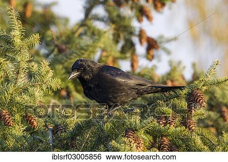 "Raven (Corvus corax), Fuldabruck, Fuldabruck, Hesse, Germany, Europe" View Large Photo Image Stock Photograph - "Raven (Corvus corax), Fuldabruck, Fuldabruck, Hesse, Germany, Europe". Fotosearch