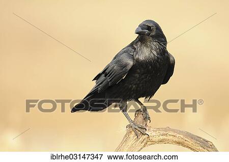 Stock Photo - "Raven (Corvus corax) perched on a branch, Feldberg Lake District, Feldberg - Mecklenburg, Mecklenburg-Western Pomerania, Germany, Europe". Fotosearch